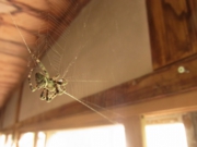 クモ（イメージ）